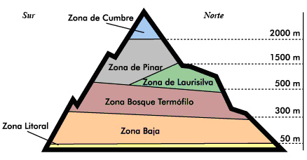 Gráfico ilustrativo sobre los pisos de vegetación de Humboldt